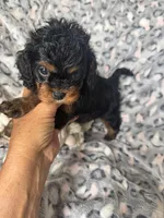Daisy, a female Cavapoo for sale in Perkins, OK – Photo 2 of 9