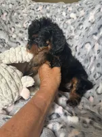 Daisy, a female Cavapoo for sale in Perkins, OK – Photo 6 of 9