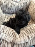 Freddy, a male Shihpoo for sale in Perkins, OK – 7 of 9
