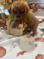 Zion , a male Cavapoo for sale in Perkins, OK – 8 of 9