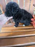 Bella, a female Bichpoo for sale in Perkins, OK – 5 of 9