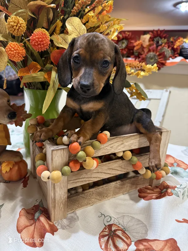Jamie – Miniature Dachshund puppy for sale in Perkins, OK
