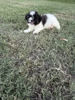 Ricky, a male Bichpoo for sale in Perkins, OK – 5 of 8
