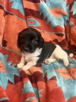 Sarah , a female Miniature Dachshund for sale in Perkins, OK – 6 of 6