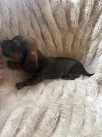 Todd, a male Miniature Dachshund for sale in Perkins, OK – 3 of 7