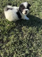 Todd, a male Bichpoo for sale in Perkins, OK – 9 of 10