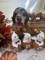 Betsy , a female Miniature Dachshund for sale in Perkins, OK – 7 of 10