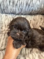 Teddy , a male Shihpoo for sale in Perkins, OK – 2 of 9