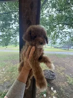 Chloe, a female Poodle - Miniature  for sale in Perkins, OK – 8 of 9