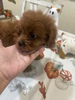 Zion , a male Cavapoo for sale in Perkins, OK – 2 of 9