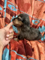 Wally , a male Miniature Dachshund for sale in Perkins, OK – 4 of 9