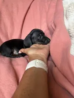 Sara, a female Miniature Dachshund for sale in Perkins, OK – Photo 8 of 9