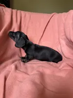 Sara, a female Miniature Dachshund for sale in Perkins, OK – Photo 9 of 9