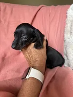 Sara, a female Miniature Dachshund for sale in Perkins, OK – Photo 7 of 9