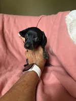 Sara, a female Miniature Dachshund for sale in Perkins, OK – Photo 5 of 9