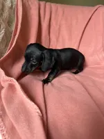 Sara, a female Miniature Dachshund for sale in Perkins, OK – Photo 2 of 9