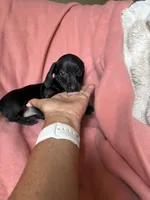 Sara, a female Miniature Dachshund for sale in Perkins, OK – Photo 4 of 9