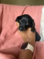 Sara, a female Miniature Dachshund for sale in Perkins, OK – Photo 6 of 9