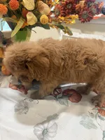 Zeus, a male Cavapoo for sale in Perkins, OK – 5 of 8