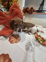 Reba, a female Miniature Dachshund for sale in Perkins, OK – 8 of 10