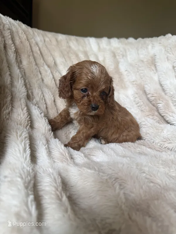 Duke , a male Cavapoo for sale in Perkins, OK – Photo 1 of 7