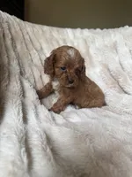 Duke , a male Cavapoo for sale in Perkins, OK – Photo 1 of 7