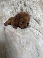 Teddy, a male Cavapoo for sale in Perkins, OK – Photo 10 of 10