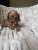 Duke , a male Cavapoo for sale in Perkins, OK – Photo 2 of 7