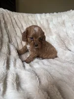Duke , a male Cavapoo for sale in Perkins, OK – Photo 6 of 7