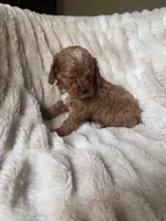 Duke , a male Cavapoo for sale in Perkins, OK – Photo 4 of 7