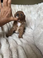 Duke , a male Cavapoo for sale in Perkins, OK – Photo 3 of 7