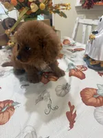 Poppy , a female Cavapoo for sale in Perkins, OK – 5 of 7