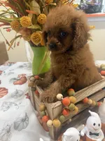 Ruthie , a female Cavapoo for sale in Perkins, OK – 7 of 10