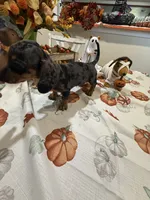 Harry , a male Miniature Dachshund for sale in Perkins, OK – 3 of 10