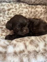 Chewy , a male Shihpoo for sale in Perkins, OK – 4 of 9