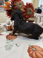Jay, a male Miniature Dachshund for sale in Perkins, OK – 8 of 8