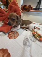 Reba, a female Miniature Dachshund for sale in Perkins, OK – 7 of 10
