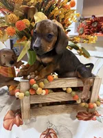 Annie , a female Miniature Dachshund for sale in Perkins, OK – 1 of 7