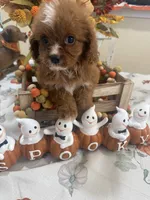 Julie Ann , a female Cavapoo for sale in Perkins, OK – 9 of 10