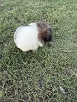 Ricky, a male Bichpoo for sale in Perkins, OK – 8 of 8