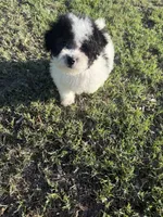 Todd, a male Bichpoo for sale in Perkins, OK – 4 of 10