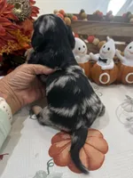 Betsy , a female Miniature Dachshund for sale in Perkins, OK – 3 of 10