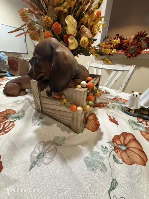 Bella  – Miniature Dachshund puppy for sale in Perkins, OK