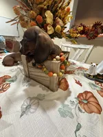 Bella , a female Miniature Dachshund for sale in Perkins, OK – 1 of 7