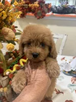 Zeus, a male Cavapoo for sale in Perkins, OK – 8 of 8