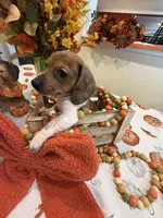 Reba, a female Miniature Dachshund for sale in Perkins, OK – 2 of 10