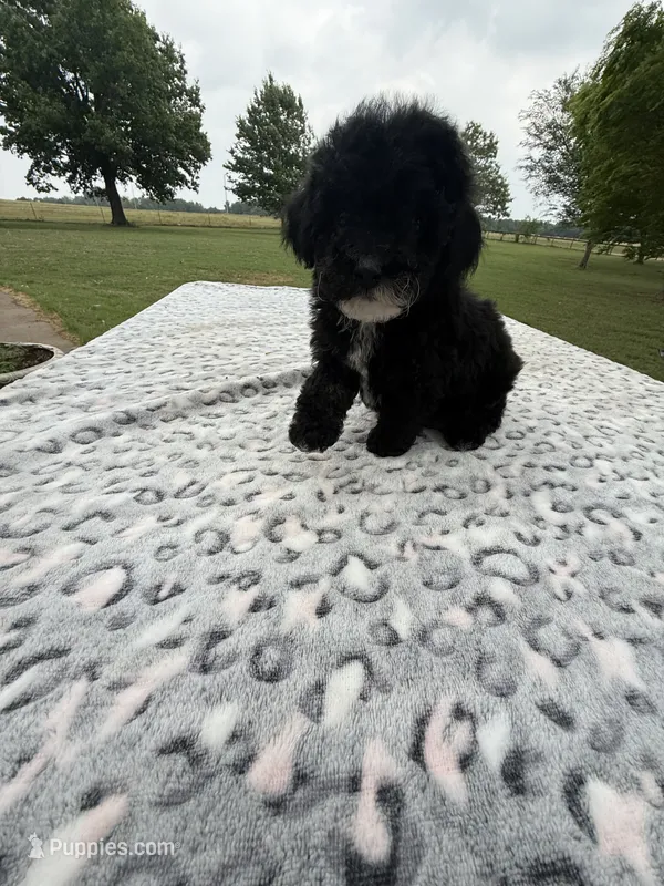 Coco – Poodle - Toy  puppy for sale in Perkins, OK