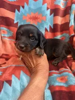 Sandy , a female Miniature Dachshund for sale in Perkins, OK – 9 of 9