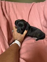 Tilly , a female Miniature Dachshund for sale in Perkins, OK – Photo 8 of 9