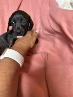 Tilly , a female Miniature Dachshund for sale in Perkins, OK – Photo 6 of 9